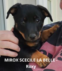 MIROX SCECILE LA BELLE - Roxy